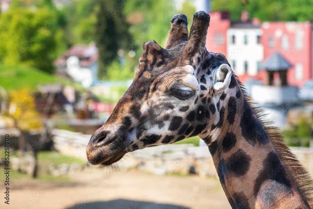 Fototapeta premium Rothschild's Giraffe - Giraffa camelopardalis rothschildi - head portrait.