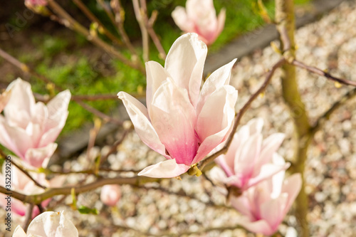 Magnolia Kwitnące kwiaty wiosną