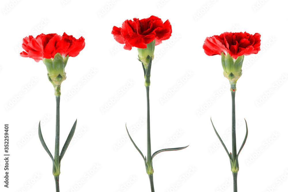 Red carnations with green stem and leaves isolated on a white background Red carnations with green stem and leaves isolated on a white background