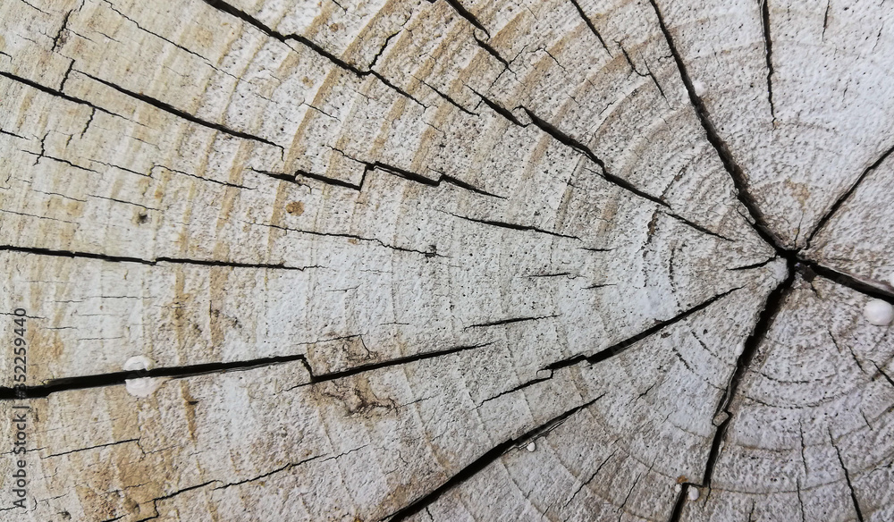 Fototapeta premium Wood texture of cut tree trunk 