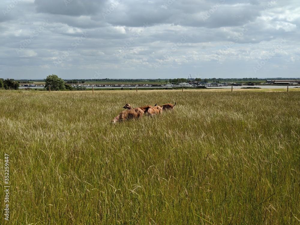 Naklejka premium horse in the meadow