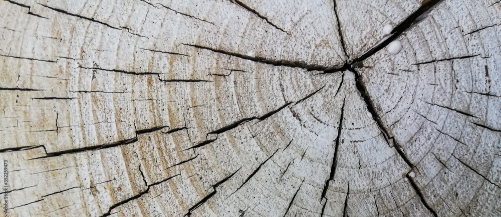 Fototapeta premium Wood texture of cut tree trunk 