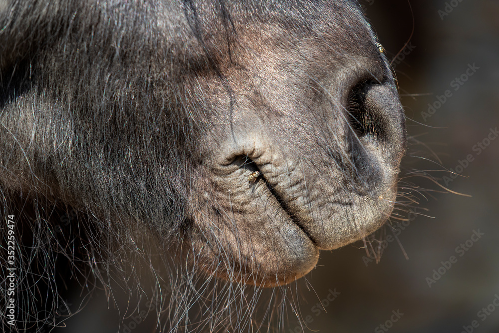 Shetland pony horse head portrait with nostrils Shetland pony horse head portrait with nostrils