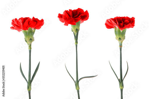 Red carnations with green stem and leaves isolated on a white background