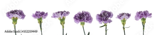Fotografija Purple carnations with green stem and leaves isolated on a white background