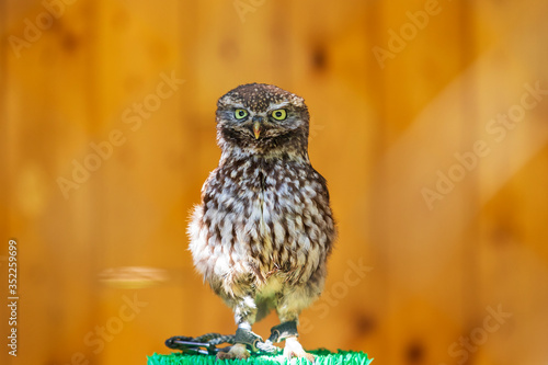 Little Owl - Athene noctua portrait of a little owl