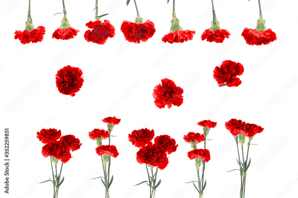 Red carnations with green stem and leaves isolated on a white background Red carnations with green stem and leaves isolated on a white background
