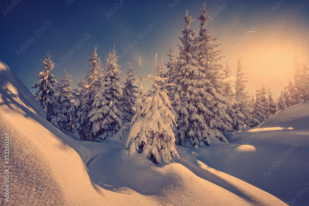 winter panorama landscape with forest, trees covered snow and sunrise. winterly morning of a new day. purple winter landscape with sunset, panoramic view