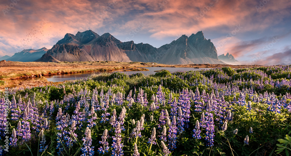 Obraz premium Icelandic magical nature. Vivid morning over colorful meadow ith flowers and Majestic Vestrahorn Mountain on Stokksnes cape. picturesque clouds during sunset. Scenery of nature with sunlight. Iceland
