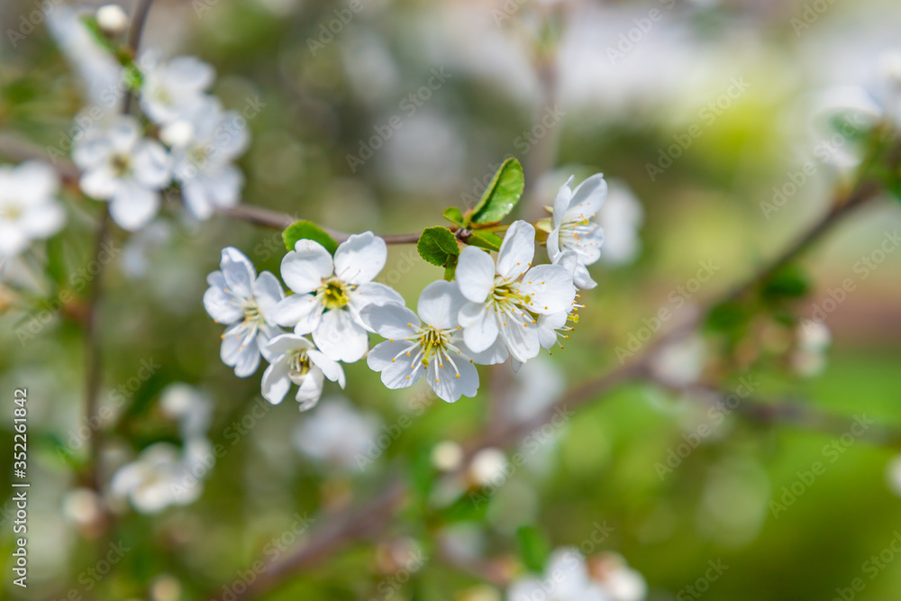 Inflorescence of cherry on branches with leaves and flowers close-up Inflorescence of cherry on branches with leaves and flowers close-up