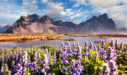 Amazing Iceland nature seascape. Best famouse travel locations. Scenic Image of Iceland. Impressive landscape with blooming lupine flowers field near Stokksnes mountains on Vestrahorn cape, Iceland