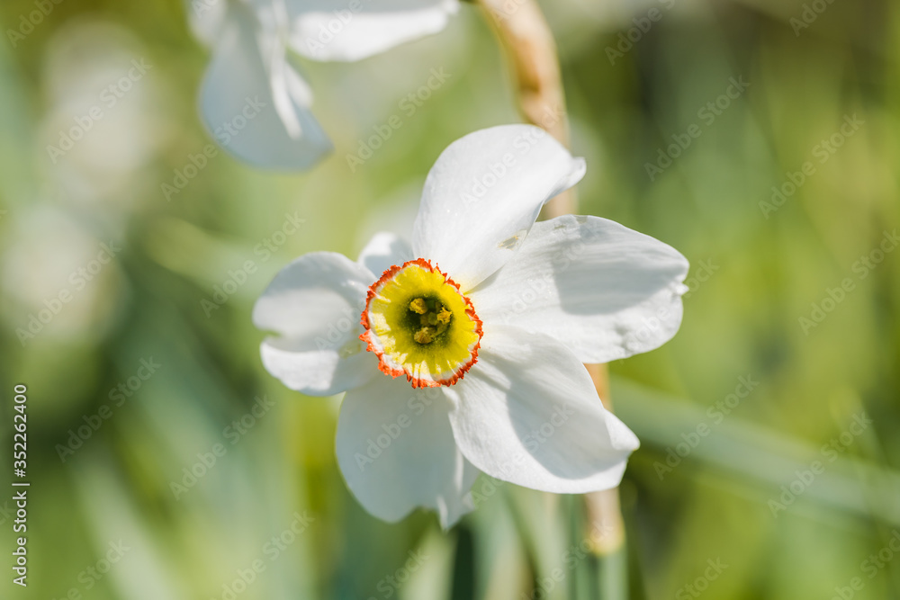 Close up of white narcissus on green blurry background. Beautiful flower in sunny weather outdoor. Close up of white narcissus on green blurry background. Beautiful flower in sunny weather outdoor.