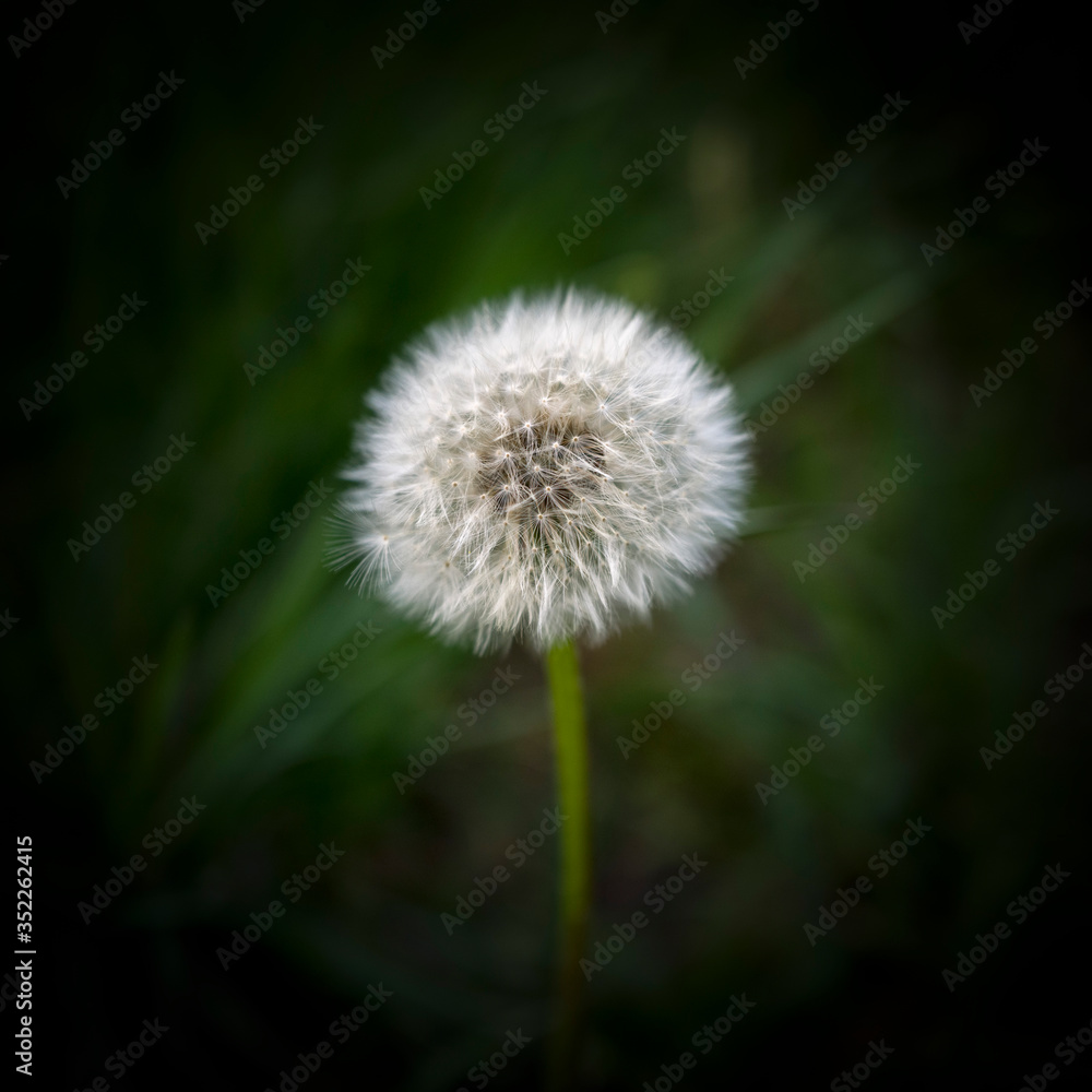 Dandelions in a meadow