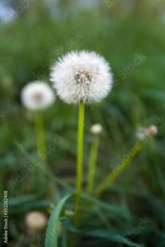 Dandelions in a meadow