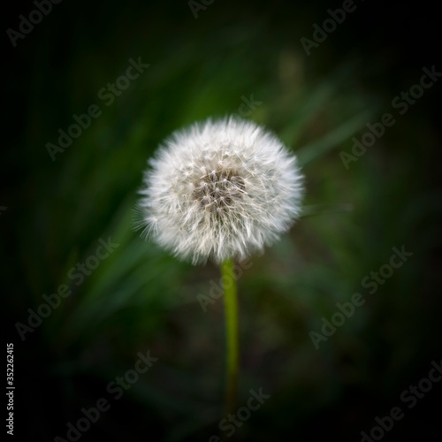 Dandelions in a meadow