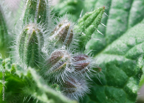 Borage starflower herb bristly and hairy flower buds macro on blurred backround, green and fresh growing in the spring garden