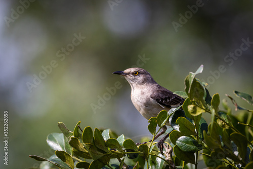 Photo mockingbird on a branch