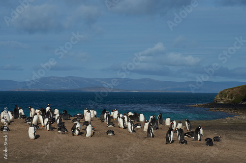 The Neck on Saunders Island in the Falkland Islands home to multiple colonies of Gentoo Penguins Pygoscelis papua and other wildlife.