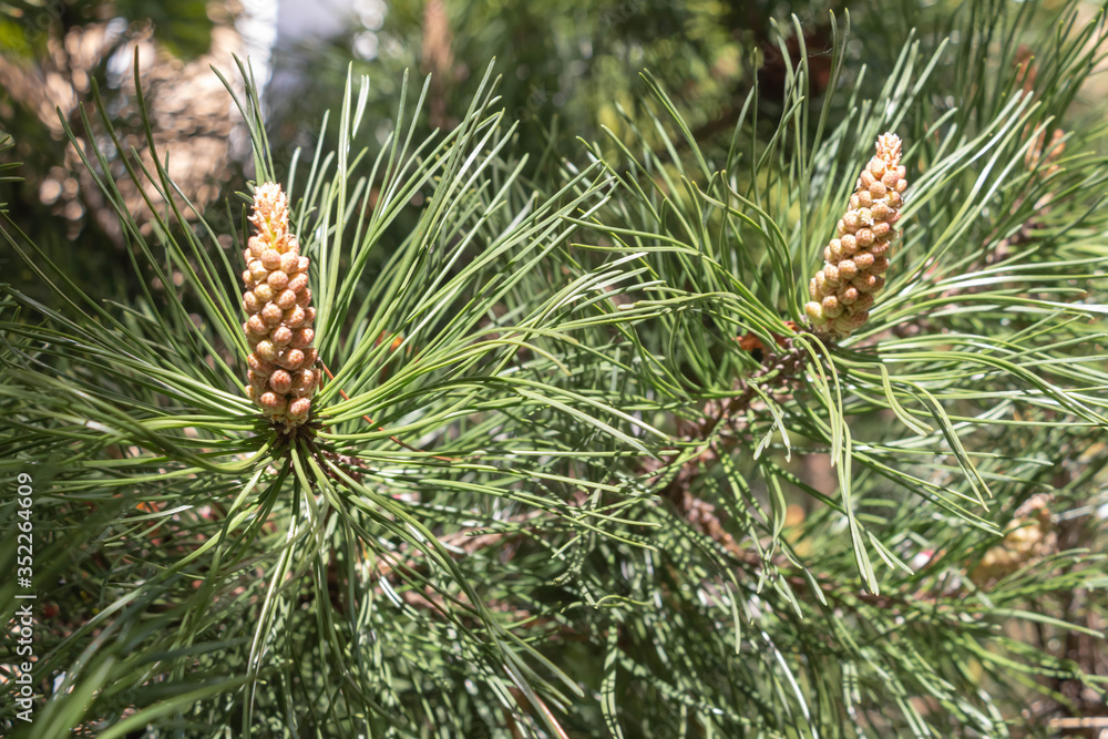 Front view on young Spruce, Picea, tree branch. Close up on vividly green spruce needles from the young shoots branch center. Front view on young Spruce, Picea, tree branch. Close up on vividly green spruce needles from the young shoots branch center.