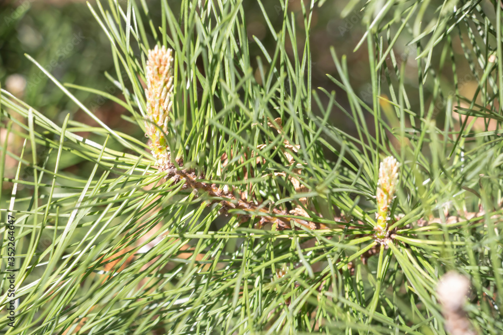 Front view on young Spruce, Picea, tree branch. Close up on vividly green spruce needles from the young shoots branch center. Front view on young Spruce, Picea, tree branch. Close up on vividly green spruce needles from the young shoots branch center.