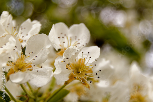 white apple flower/blossom tree