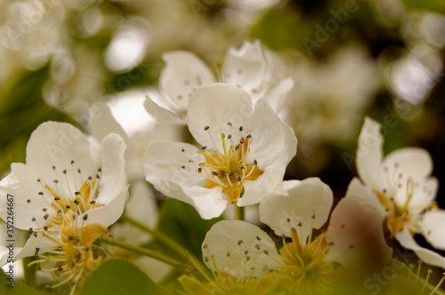 white apple flower/blossom tree