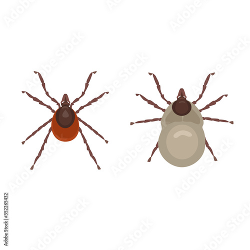 Tick forest parasite, a carrier of dangerous diseases. A tick in the normal state and after it is bitten by an animal or person. Vector illustration