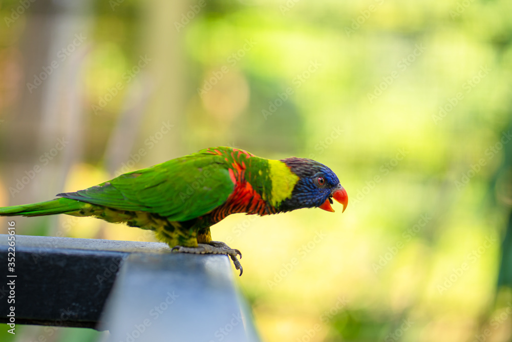 Naklejka premium Rainbow Lorikeet parrots in a green park. Bird park, wildlife