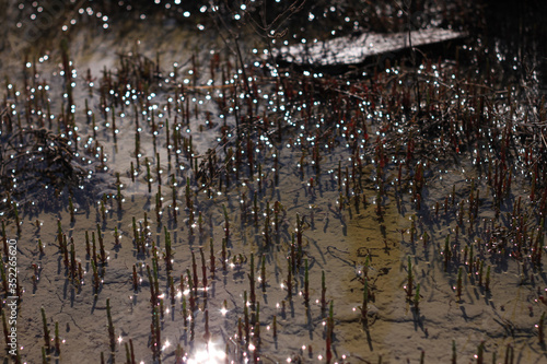 Lights in water background. Glare of sunlight reflected in sea water with small marine plants. Salicornia succulent grows in salt marsh on beach. Beautifyl sunny day.Nature background,fresh wallpaper photo