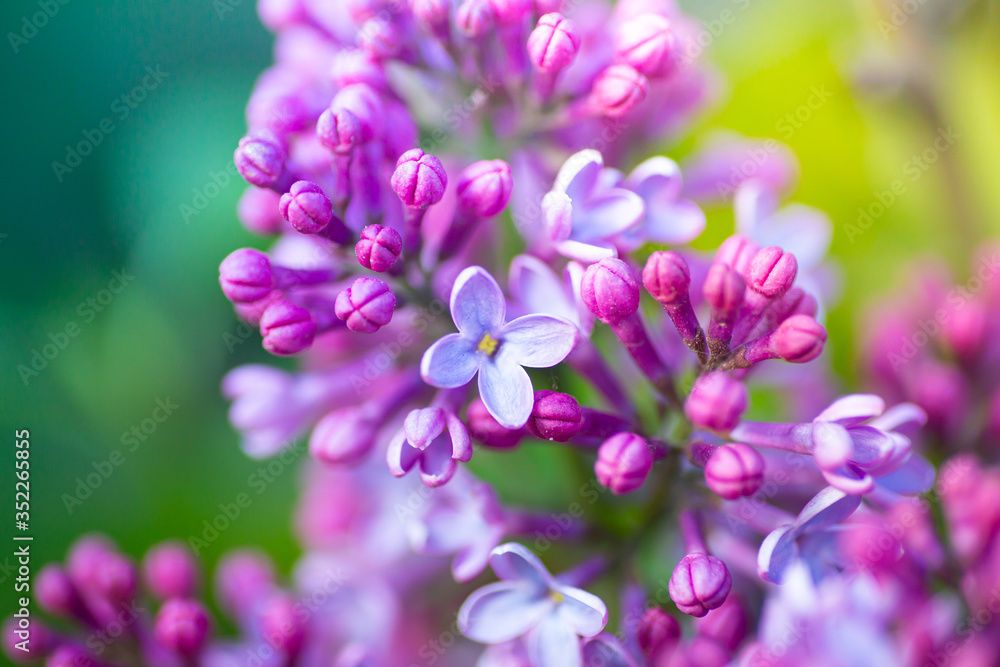 Lilac flower background. Blooming purple lilac in spring. Lilac inflorescences close up Lilac flower background. Blooming purple lilac in spring. Lilac inflorescences close up