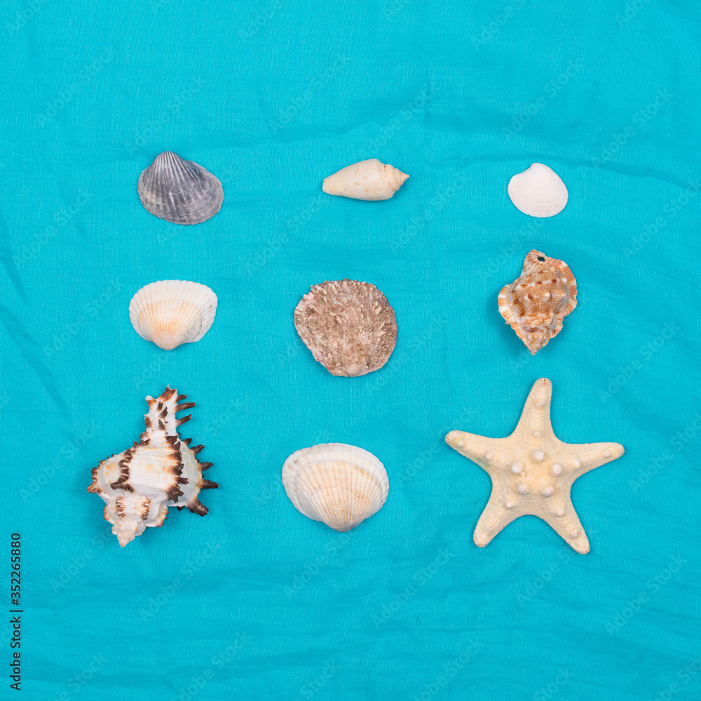 A collection of seashells in the shape of a square on a blue background. View from above. A collection of seashells in the shape of a square on a blue background. View from above.
