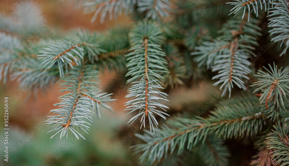 Colorado blue spruce close up framing open copy space with new spring growth and pine cones. Christmas concept. Colorado blue spruce close up framing open copy space with new spring growth and pine cones. Christmas concept.