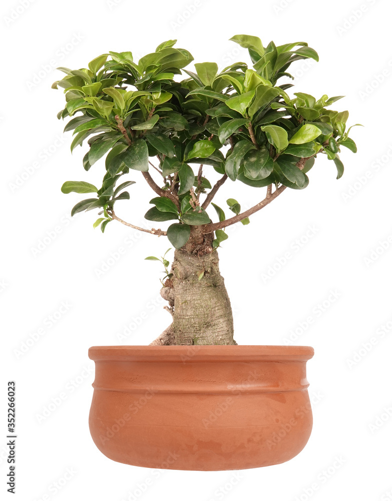 Ficus Ginseng small bonsai tree in clay pot Ficus Ginseng small bonsai tree in clay pot