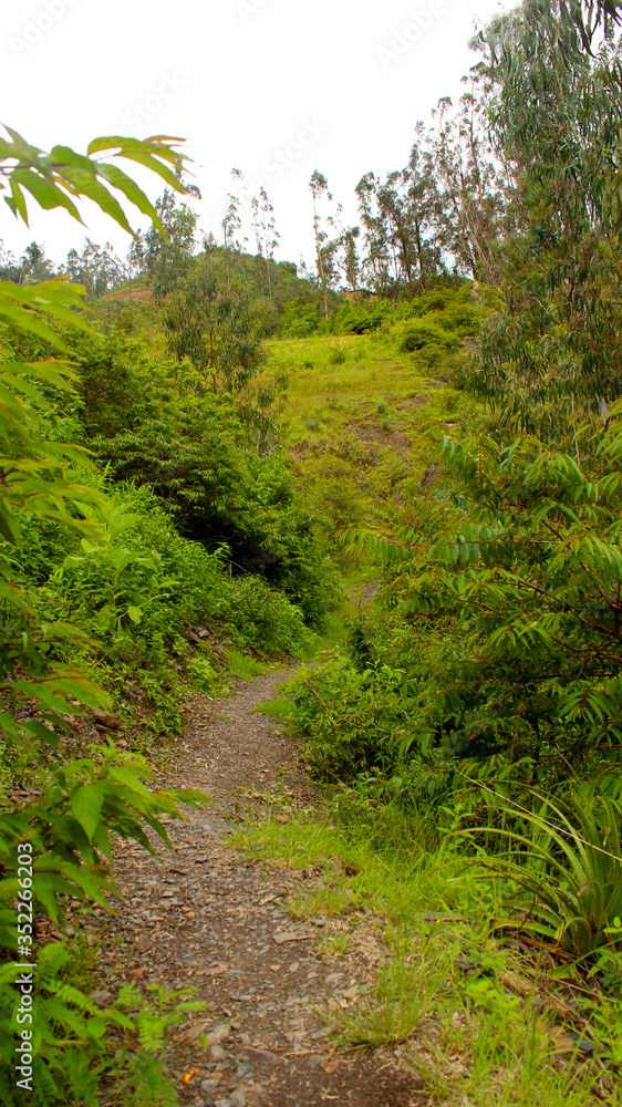 path in the forest path in the forest