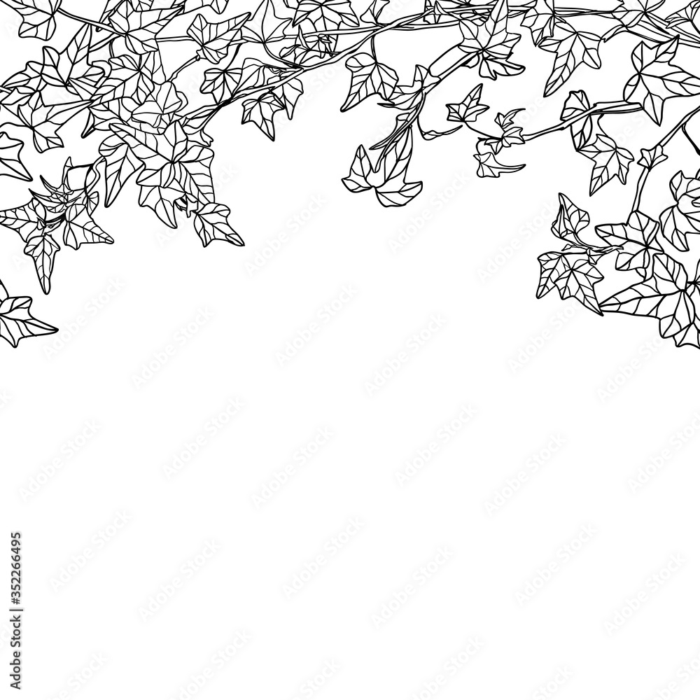 Fototapeta premium Vector ivy leaves black on vhite