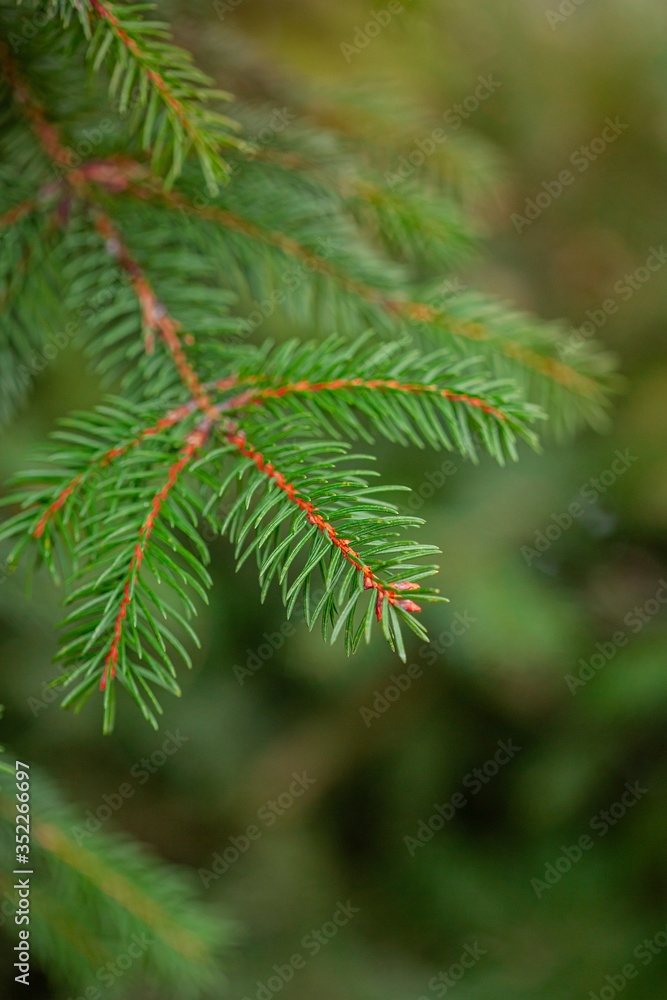 Colorado blue spruce close up framing open copy space with new spring growth and pine cones. Christmas concept. Colorado blue spruce close up framing open copy space with new spring growth and pine cones. Christmas concept.