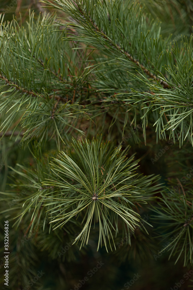 Green spruce close up framing open copy space with new spring growth and pine cones. Christmas concept.