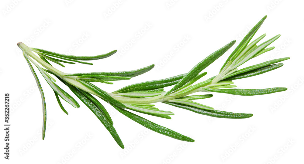 Fototapeta premium Sprig of rosemary on an isolated white background. Clipping path. Design element for print and web.