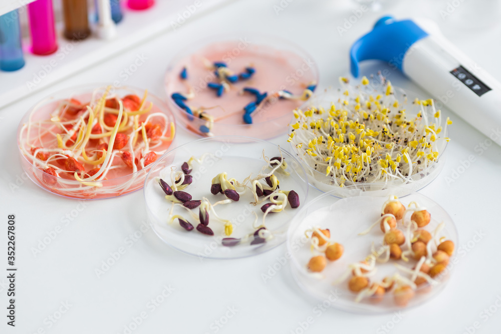 Herbicide-treated corn, suflowers, chick-pea seeds in a Petri dish and sprouted seeds on a table with a dispenser and test tubes Herbicide-treated corn, suflowers, chick-pea seeds in a Petri dish and sprouted seeds on a table with a dispenser and test tubes