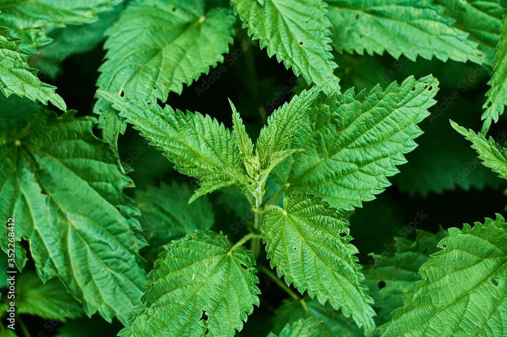 Background or texture of large green, fresh and spring nettle leaves in the forest. Background or texture of large green, fresh and spring nettle leaves in the forest.