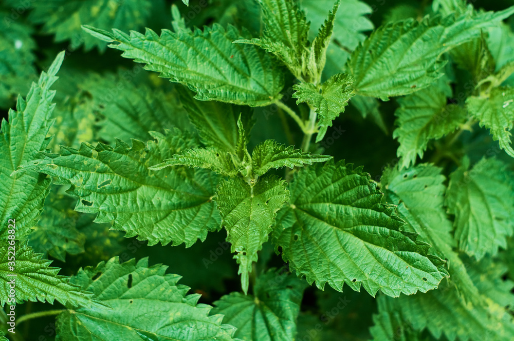 Background or texture of large green, fresh and spring nettle leaves in the forest. Background or texture of large green, fresh and spring nettle leaves in the forest.