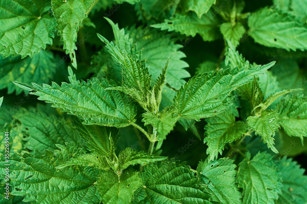 Background or texture of large green, fresh and spring nettle leaves in the forest. Background or texture of large green, fresh and spring nettle leaves in the forest.