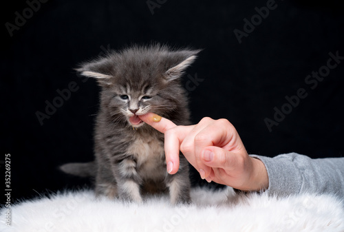 Obraz na plátně studio shot of a cute maine coon kitten chewing on finger