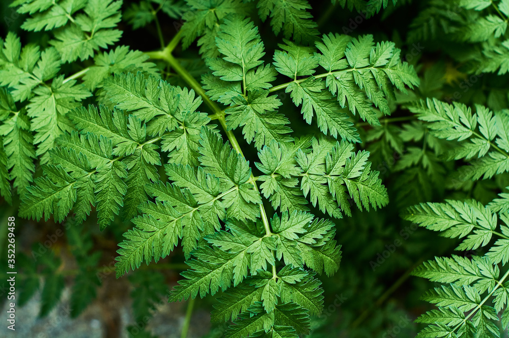 Background or texture of green, fresh and spring leaves of the wild plant cow parsley in the forest. Background or texture of green, fresh and spring leaves of the wild plant cow parsley in the forest.