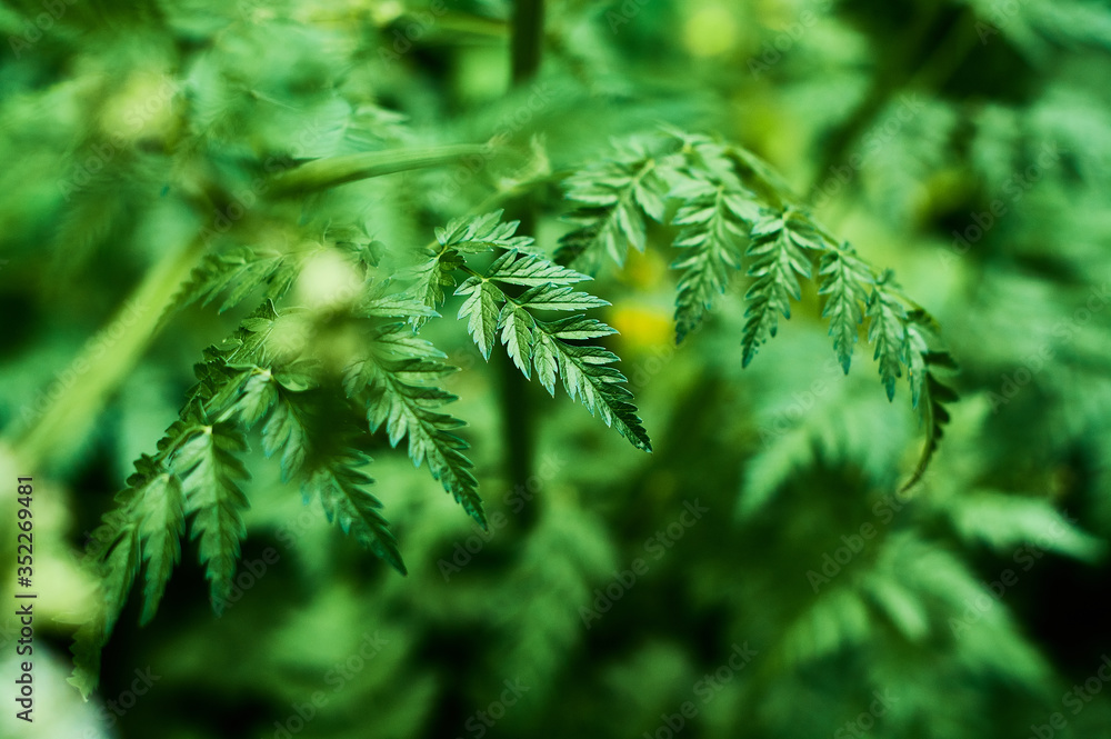 Background or texture of green, fresh and spring leaves of the wild plant cow parsley in the forest.