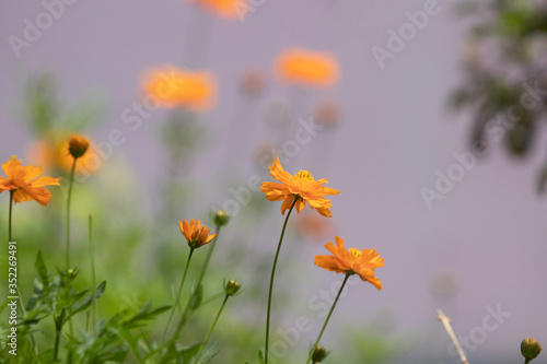 Cosmos sulfurous Bright Light Orange, blurred flowers in the background, great for background images