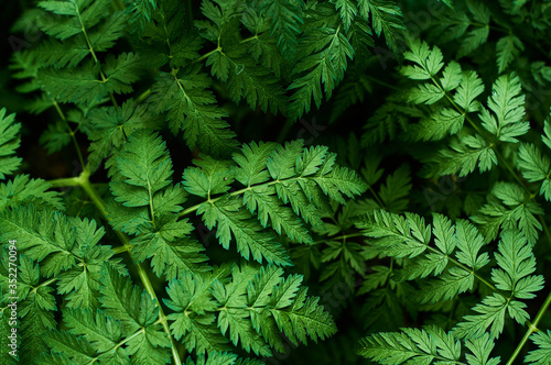 Background or texture of green  fresh and spring leaves of the wild plant cow parsley in the forest.