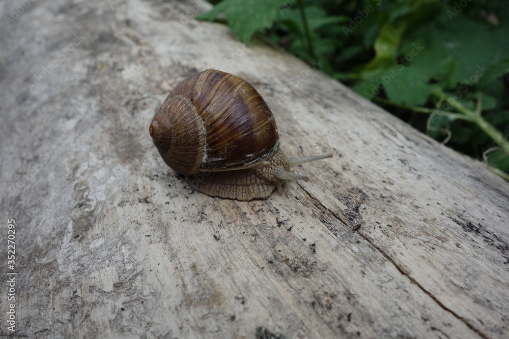 Brown vineyard snail (Helix pomatia) on a bright tree trunk Brown vineyard snail (Helix pomatia) on a bright tree trunk