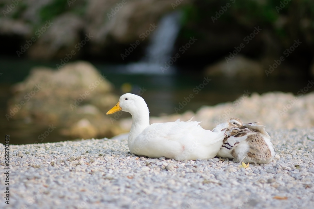 Ducks resting by the water