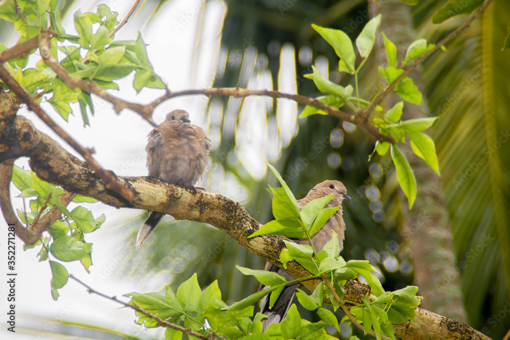 Birds of India,Indian Dove,Ghughu Pakhy Birds of India,Indian Dove,Ghughu Pakhy